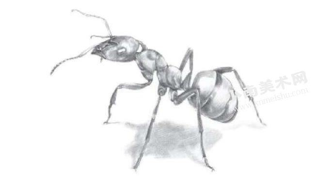 蚂蚁的素描画法步骤图示04