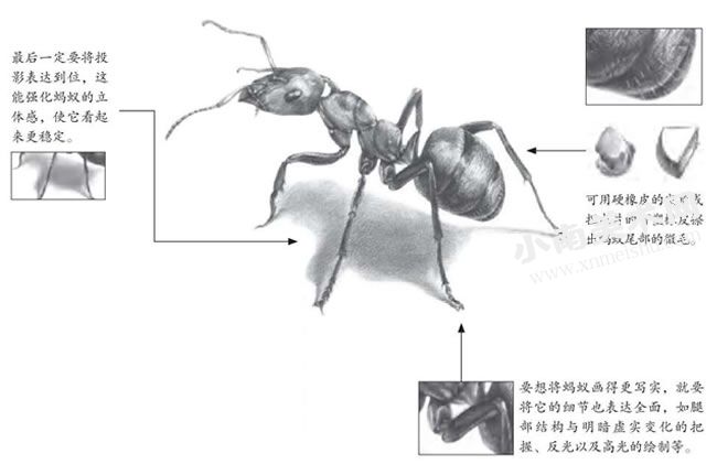 蚂蚁的素描画法步骤图示06