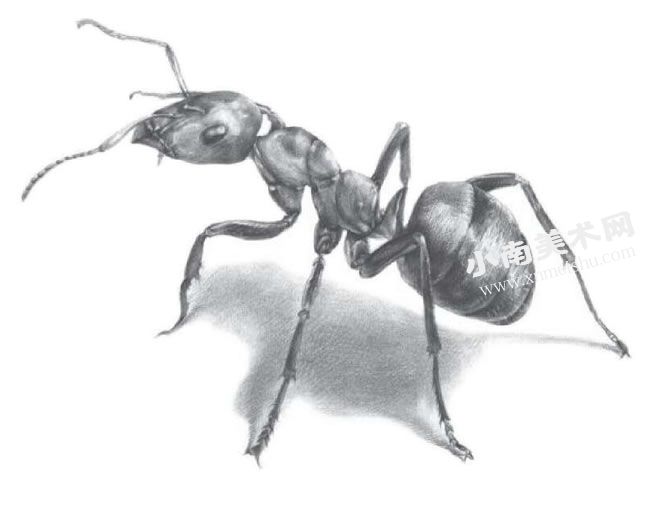 蚂蚁的素描画法步骤图示