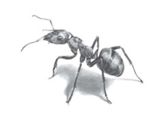 【动物素描】蚂蚁的素描画法步骤图示