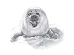 【动物素描】小海豹的素描画法步骤图示
