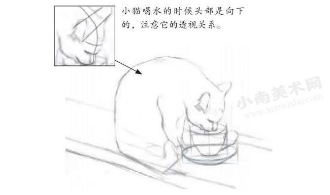 喝水的小猫素描画法步骤图示02