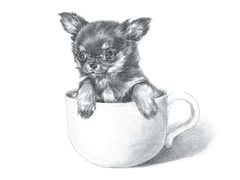 【动物素描】茶杯犬的素描画法步骤图示