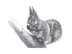 【动物素描】松鼠的素描画法步骤图示（二）