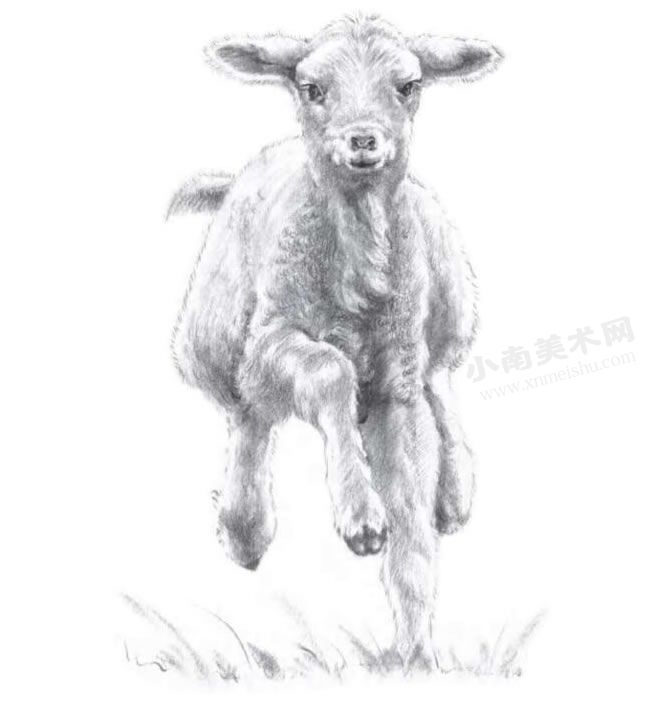小绵羊的素描画法步骤图示