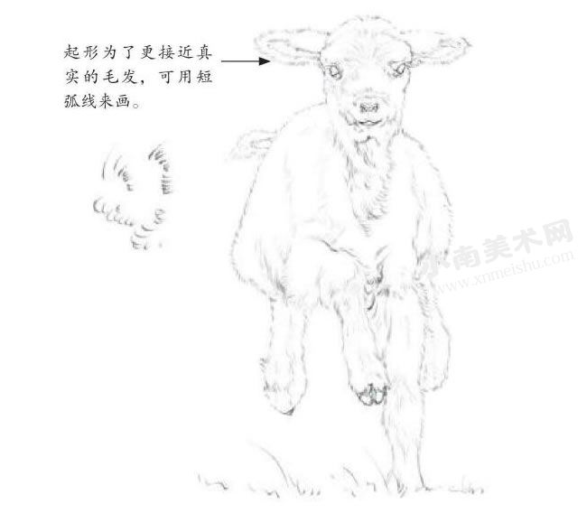 小绵羊的素描画法步骤图示02