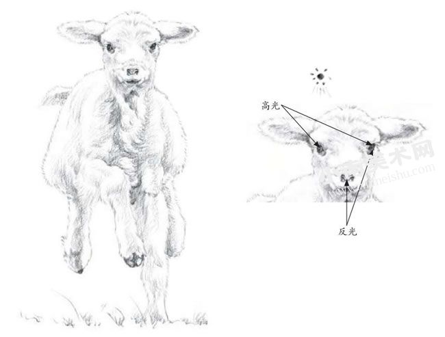 小绵羊的素描画法步骤图示03