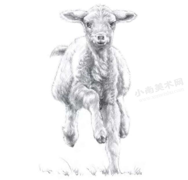 小绵羊的素描画法步骤图示05