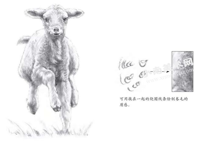 小绵羊的素描画法步骤图示06