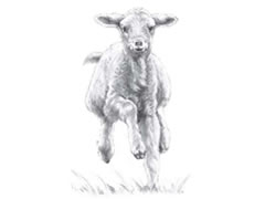 【动物素描】小绵羊的素描画法步骤图示