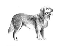 【动物素描】金毛寻回犬素描画法步骤图示