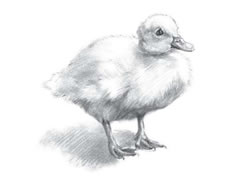 【动物素描】小鸭子的素描画法步骤图示