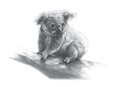 【动物素描】考拉的素描画法步骤图示