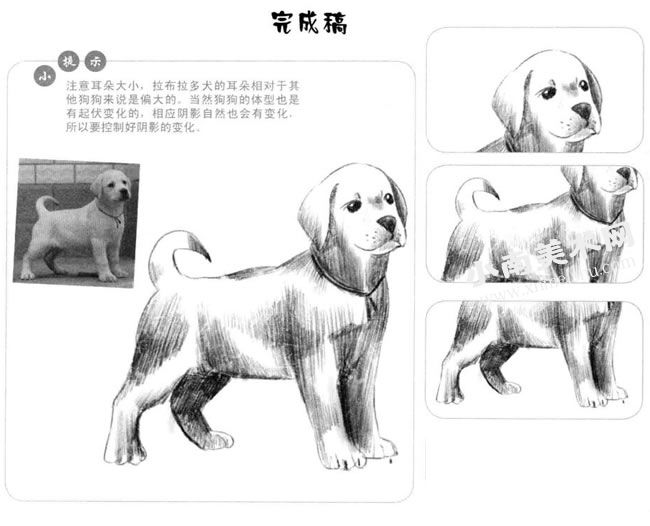 拉布拉多幼犬素描画法步骤图示