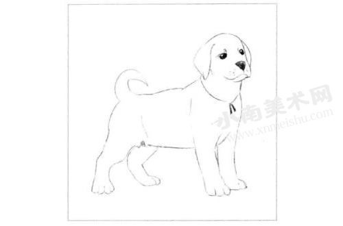 拉布拉多幼犬素描画法步骤图示01