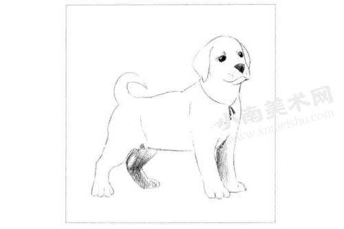 拉布拉多幼犬素描画法步骤图示02