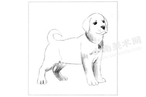 拉布拉多幼犬素描画法步骤图示03