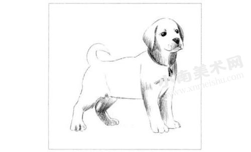 拉布拉多幼犬素描画法步骤图示04