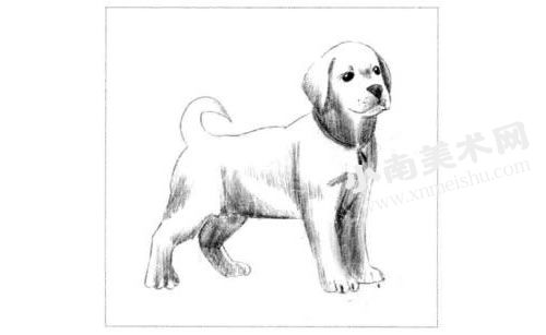 拉布拉多幼犬素描画法步骤图示05