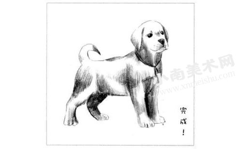 拉布拉多幼犬素描画法步骤图示06