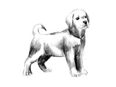 【动物素描】拉布拉多幼犬素描画法步骤图示