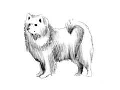 【动物素描】爱斯基摩犬的素描画法步骤图示