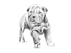 【动物素描】沙皮犬的素描画法步骤图示