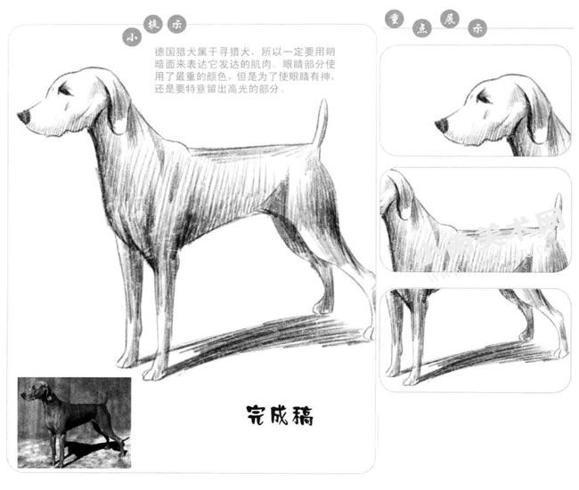 德国猎犬的素描画法步骤图示