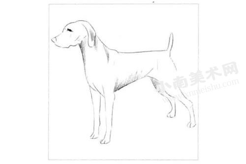 德国猎犬的素描画法步骤图示02