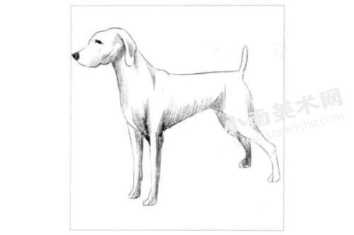 德国猎犬的素描画法步骤图示03