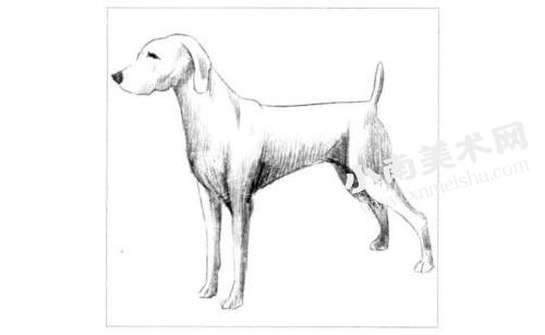 德国猎犬的素描画法步骤图示04