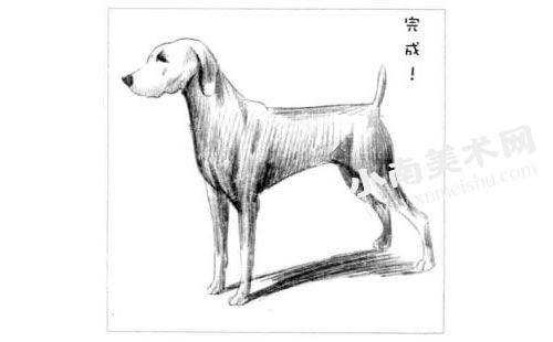 德国猎犬的素描画法步骤图示06