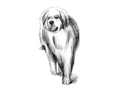【动物素描】大白熊犬的素描画法步骤图示
