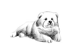 【动物素描】松狮犬的素描画法步骤图示