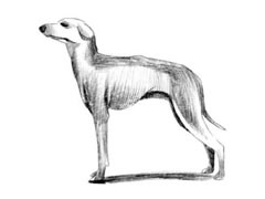 【动物素描】西班牙灵缇素描画法步骤图示