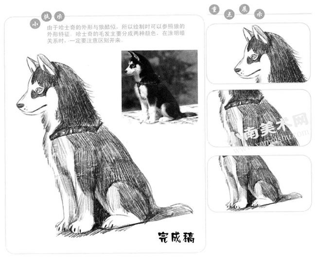哈士奇犬素描画法步骤图示
