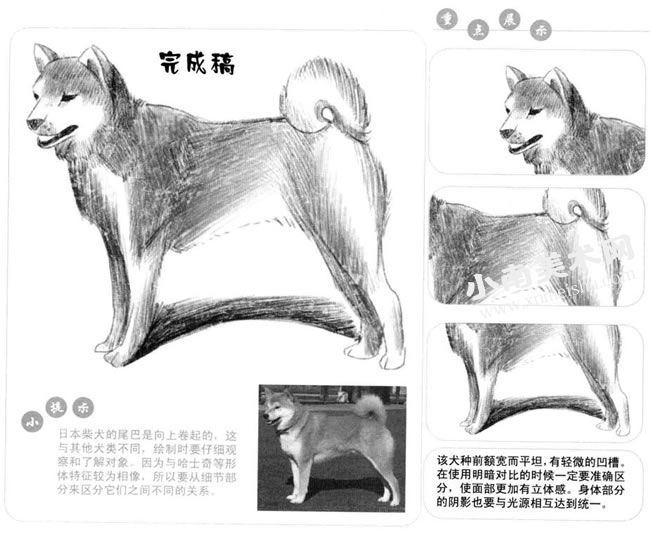 日本柴犬的素描画法步骤图示