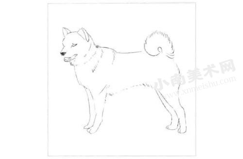 日本柴犬的素描画法步骤图示01