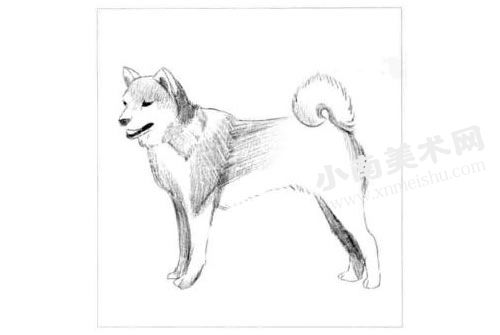 日本柴犬的素描画法步骤图示03