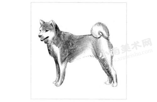 日本柴犬的素描画法步骤图示05