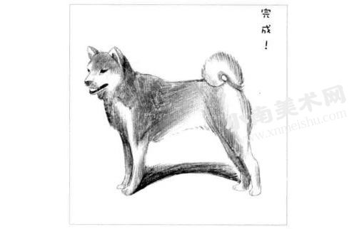 日本柴犬的素描画法步骤图示06