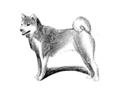 【动物素描】日本柴犬的素描画法步骤图示