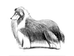 【动物素描】苏格兰牧羊犬的素描画法步骤图示