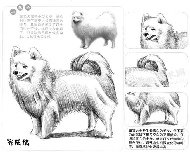 银狐犬的素描画法步骤图示