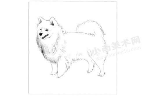 银狐犬的素描画法步骤图示02