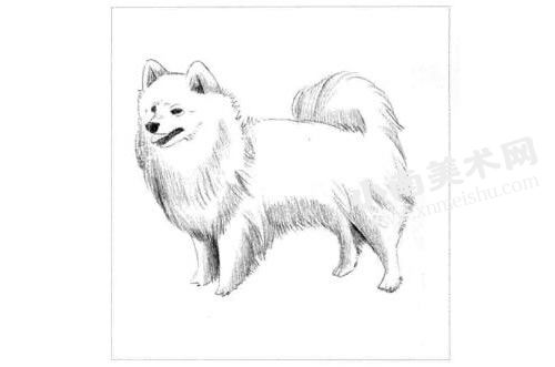 银狐犬的素描画法步骤图示03