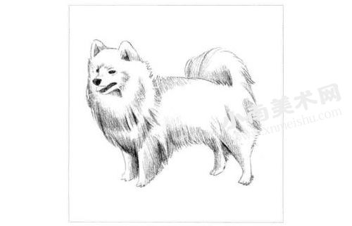 银狐犬的素描画法步骤图示04