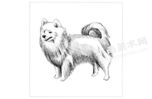 银狐犬的素描画法步骤图示05
