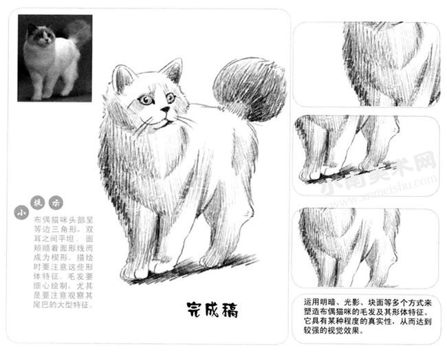 布偶猫咪的素描画法步骤图示