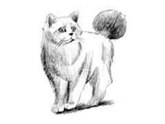 【动物素描】布偶猫咪的素描画法步骤图示